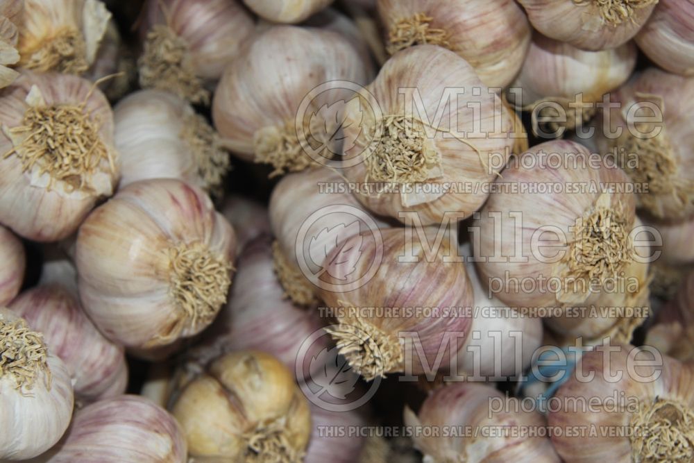Allium Music (Hardneck Garlic, Serpent Garlic vegetable) 1 
