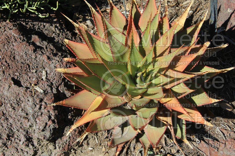 Aloe broomii (Snake Aloe cactus) 1 