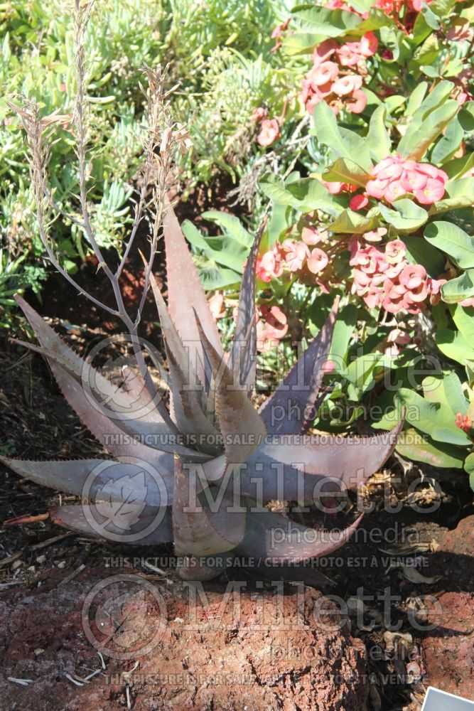 Aloe Cynthia Giddy (Aloe cactus) 1 