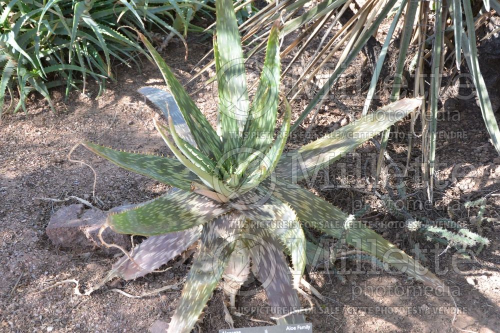 Aloe fosteri (Foster's Giant Spotted Aloe cactus) 1 