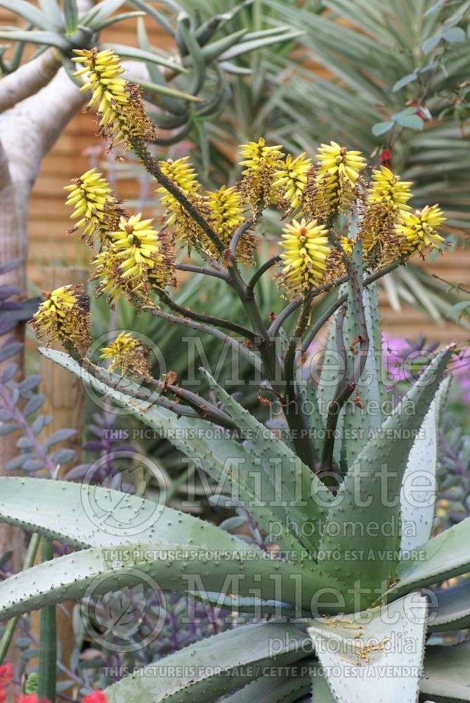 Aloe marlothii (Aloe cactus) 1 
