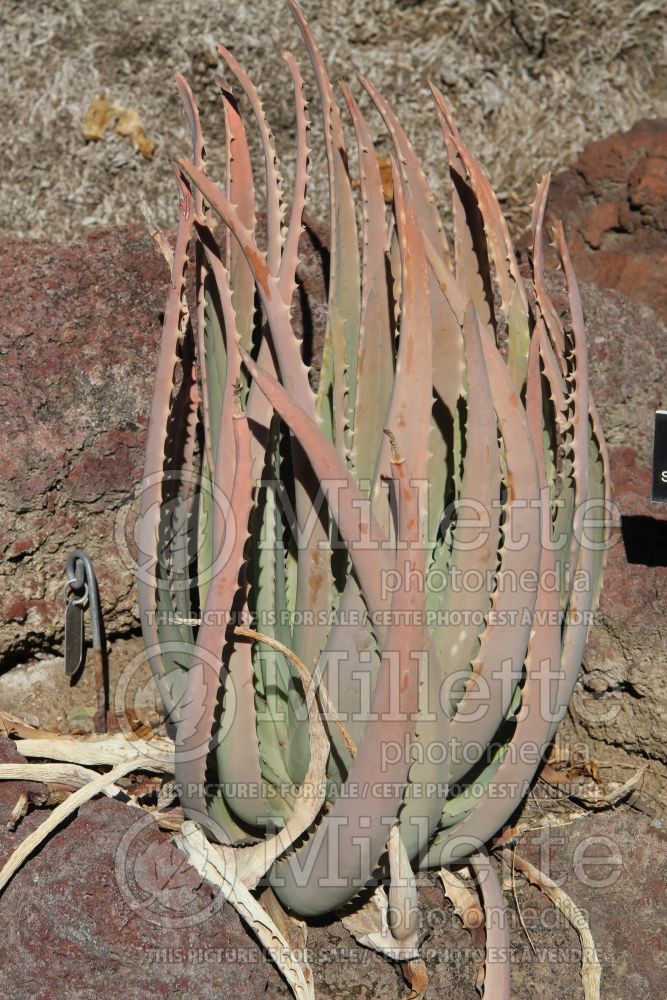 Aloe porphyrostachys (Aloe cactus) 1 