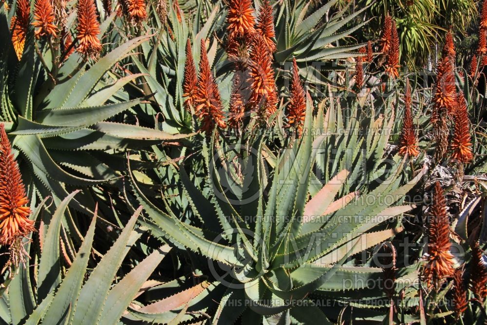 Aloe principis (Aloe cactus) 1 
