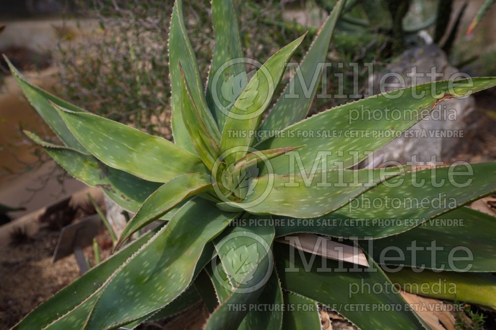 Aloe reynoldsii (yellow spineless aloe) 1 