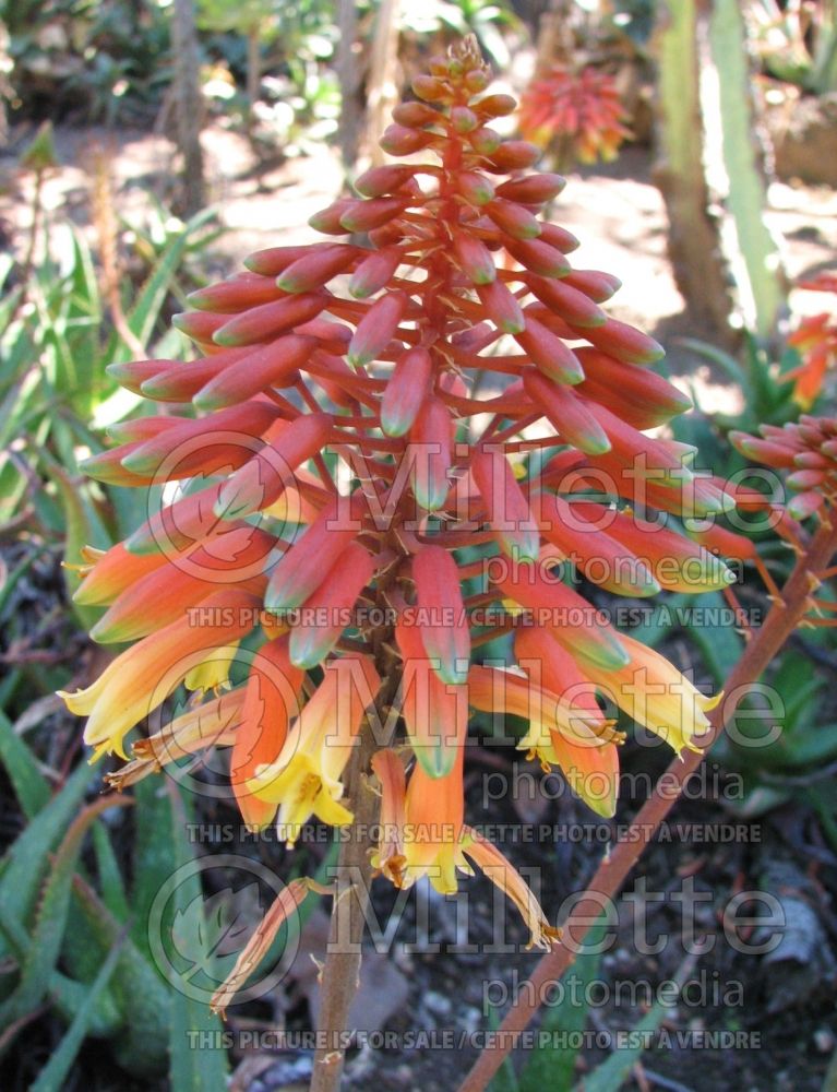 Aloe Rooikappie (Little Red Riding Hood Aloe cactus) 1