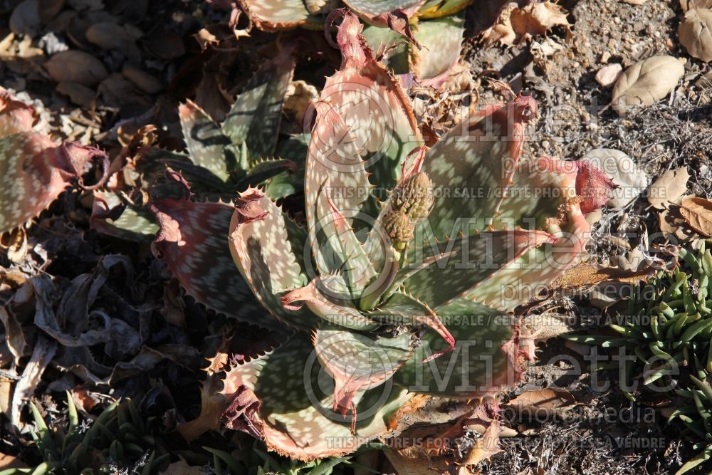 Aloe saponaria (Soap aloe cactus) 2 