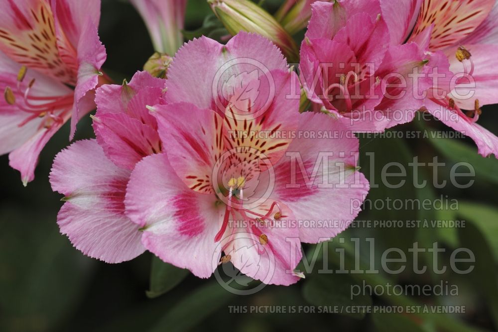 Alstroemeria Colorita Happy Garden Days (Lily-of-the-Incas) 4 