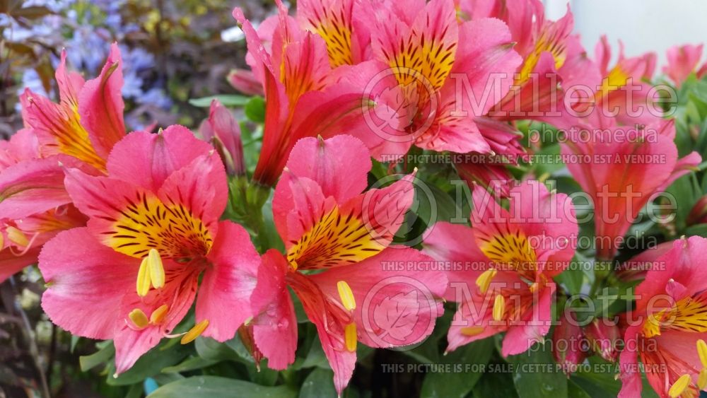 Alstroemeria Little Miss Roselind (Lily-of-the-Incas) 1 