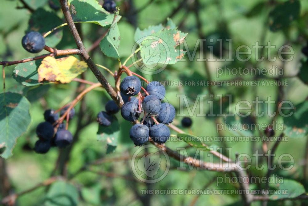 Amelanchier alnifolia (Saskatoon Serviceberry juneberry)  3 