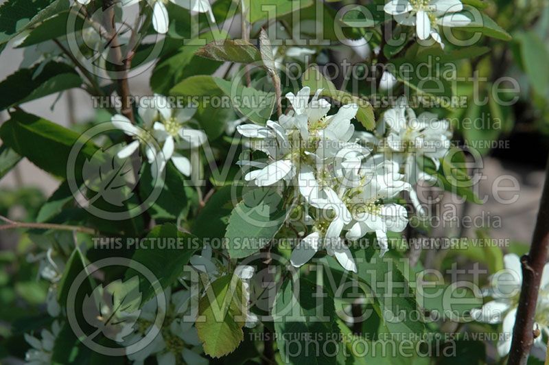 Amelanchier alnifolia (Saskatoon Serviceberry juneberry)  1