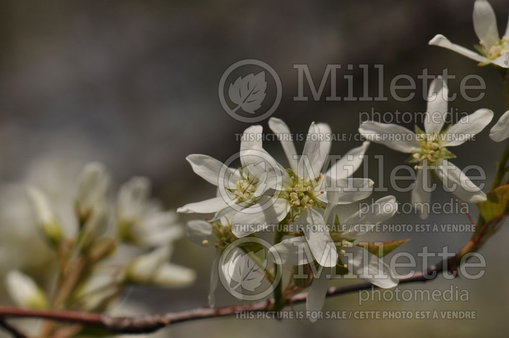 Amelanchier canadensis (Canadian serviceberry juneberry) 15  