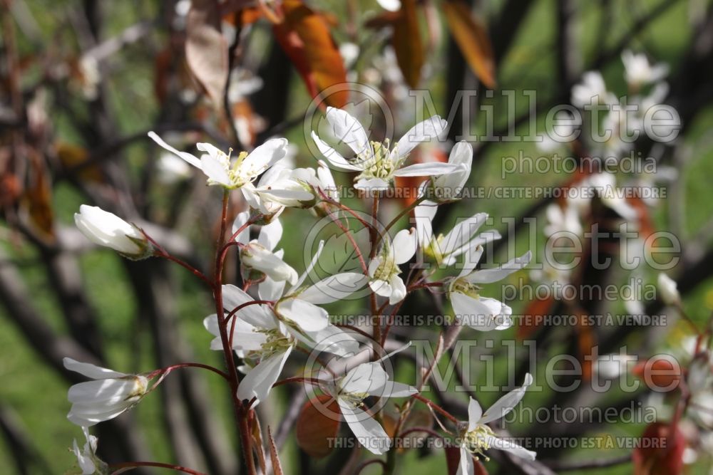 Amelanchier canadensis (Canadian serviceberry juneberry) 12  