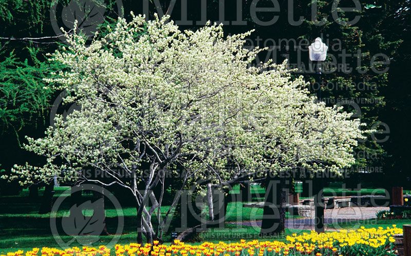 Amelanchier canadensis (Canadian serviceberry juneberry)  5