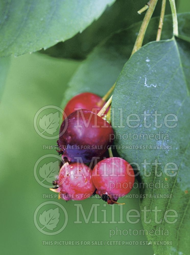 Amelanchier canadensis (Canadian serviceberry juneberry) 4