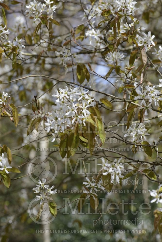 Amelanchier canadensis (Canadian serviceberry juneberry) 18  