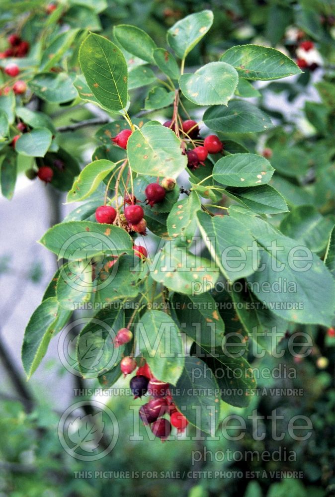 Amelanchier canadensis (Canadian serviceberry juneberry) 13  