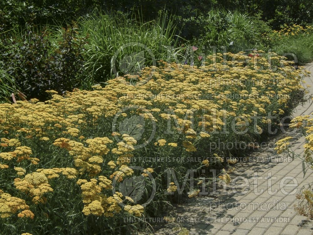 Landscaping with Achillea Terracotta 1