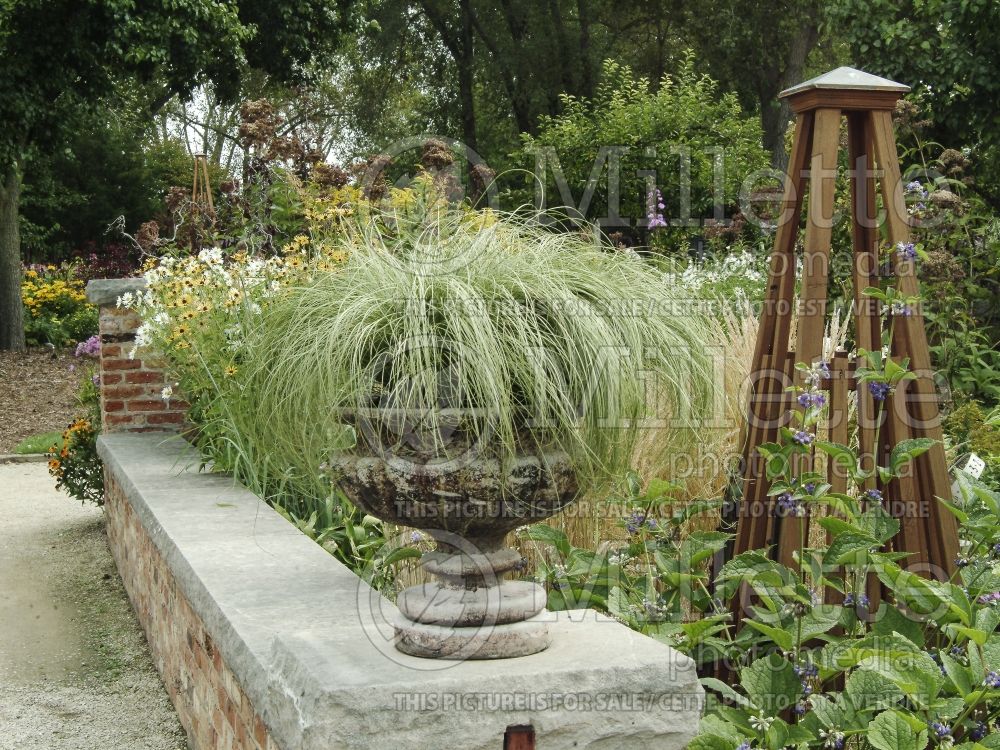 Landscaping with Carex in pot on a small wall 1
