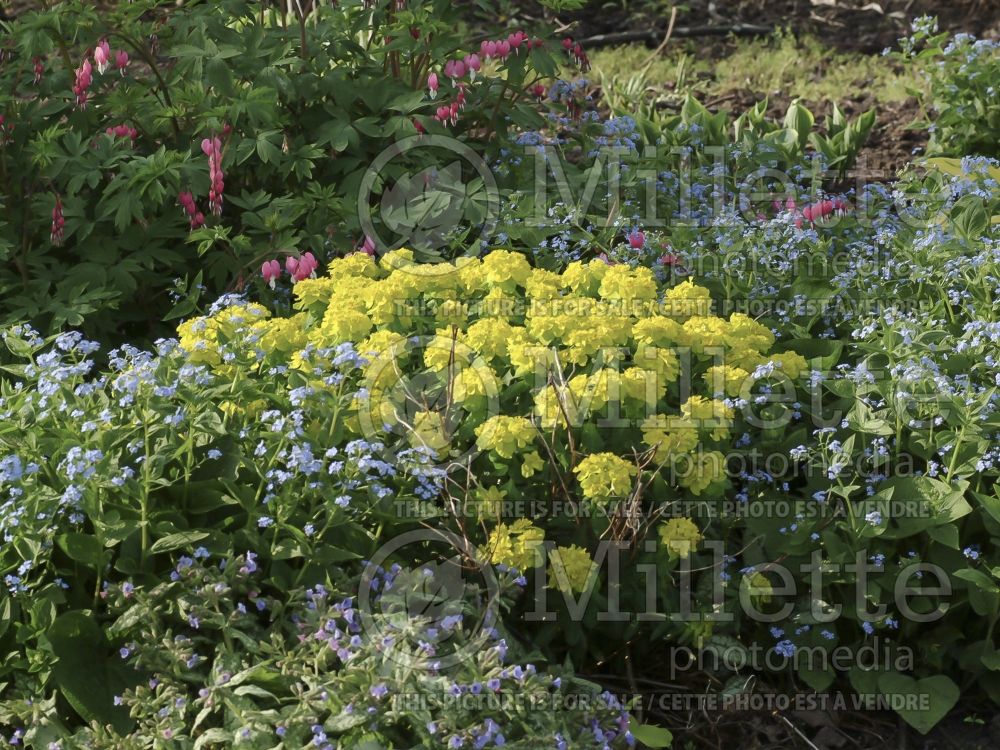 Landscaping with Euphorbia polychroma and other perennials 1
