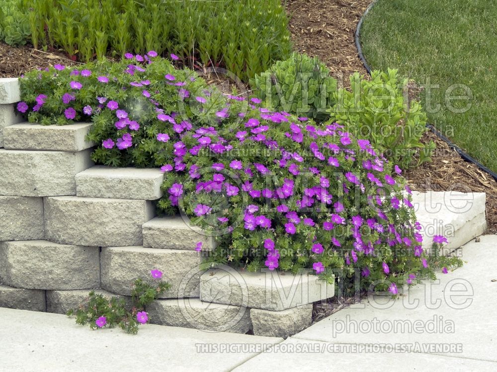 Landscaping with Geranium sanguineum near concrete stairs 1