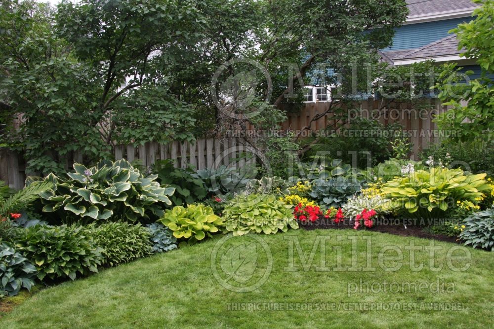 Landscaping with hostas (Landscaping) 2