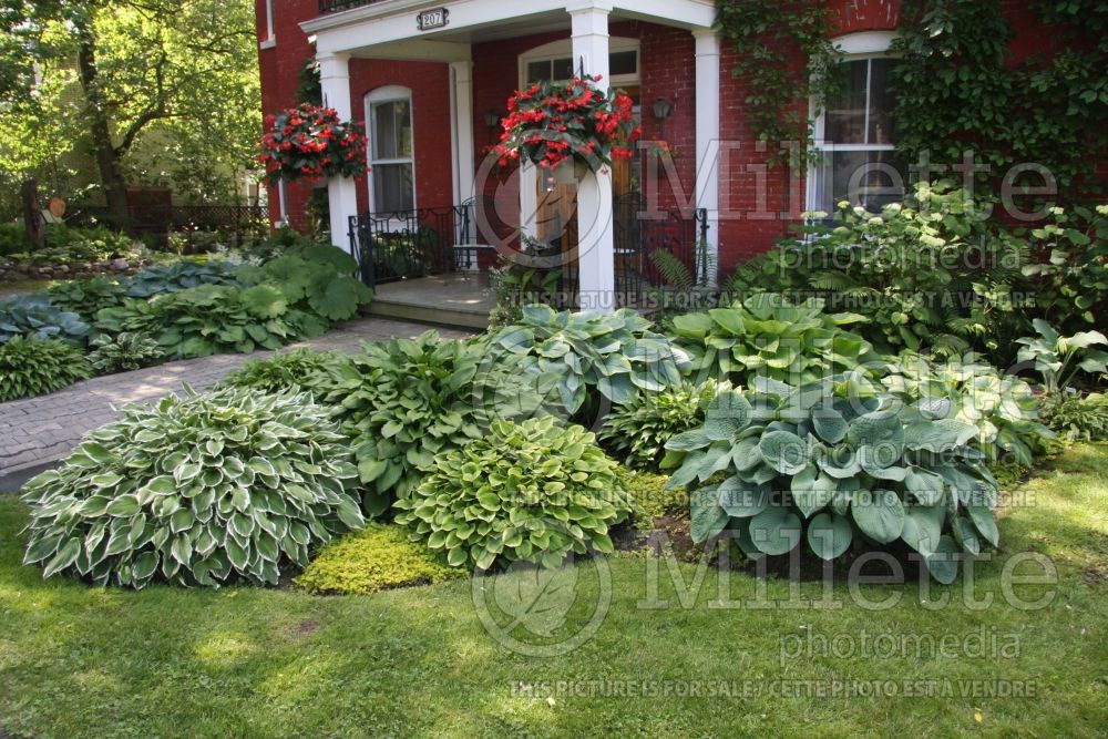 Landscaping with hostas (Landscaping) 3