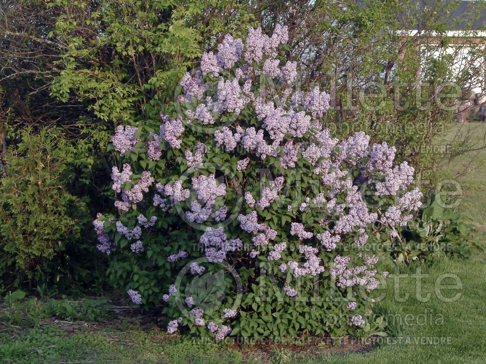 Landscaping with a lilac - Syringa vulgaris 1