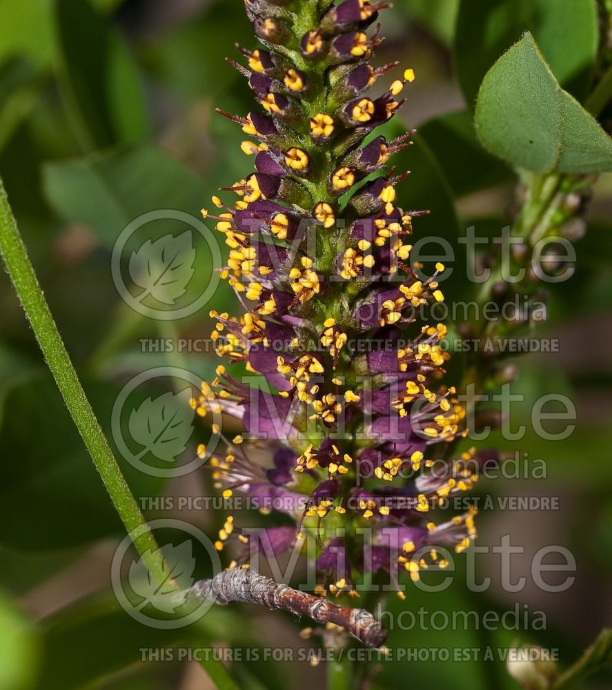 Amorpha fruticosa (False Indigo bush) 1 