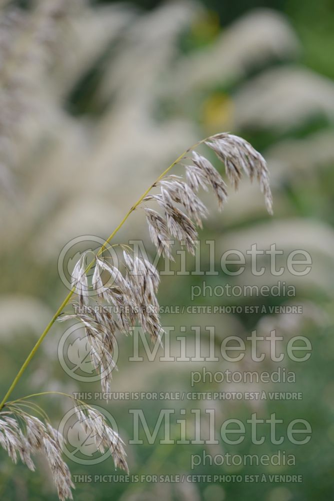 Ampelodesmos mauritanicus (Vine Reed/Rope Grass) 1