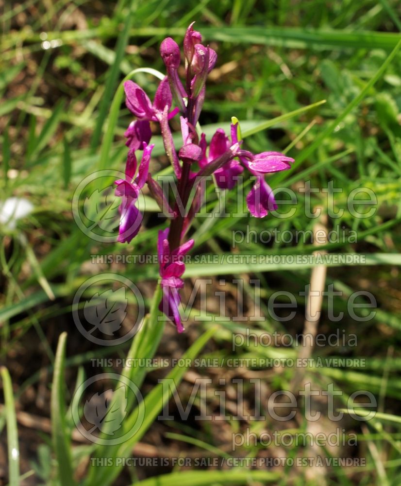 Anacamptis laxiflora (Loose-Flowered Orchid, Green-winged Meadow Orchid) 3