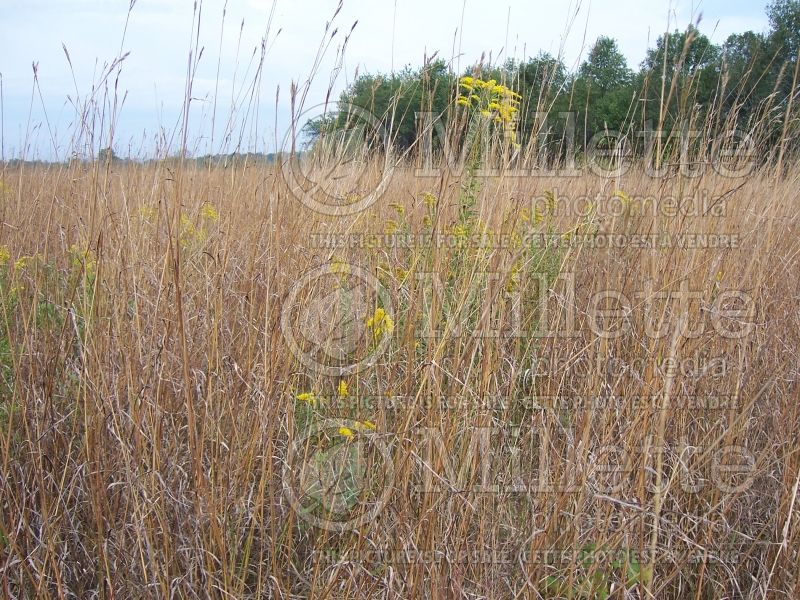 Andropogon gerardii (Big bluestem grass) 9 