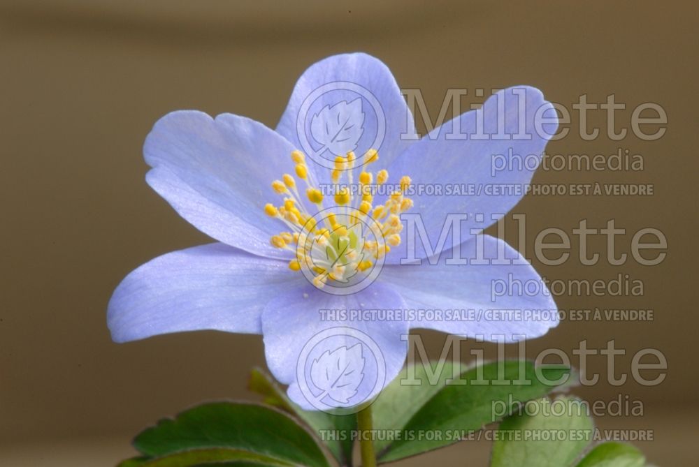 Anemone Blue Queen (Wood Anemone) 1