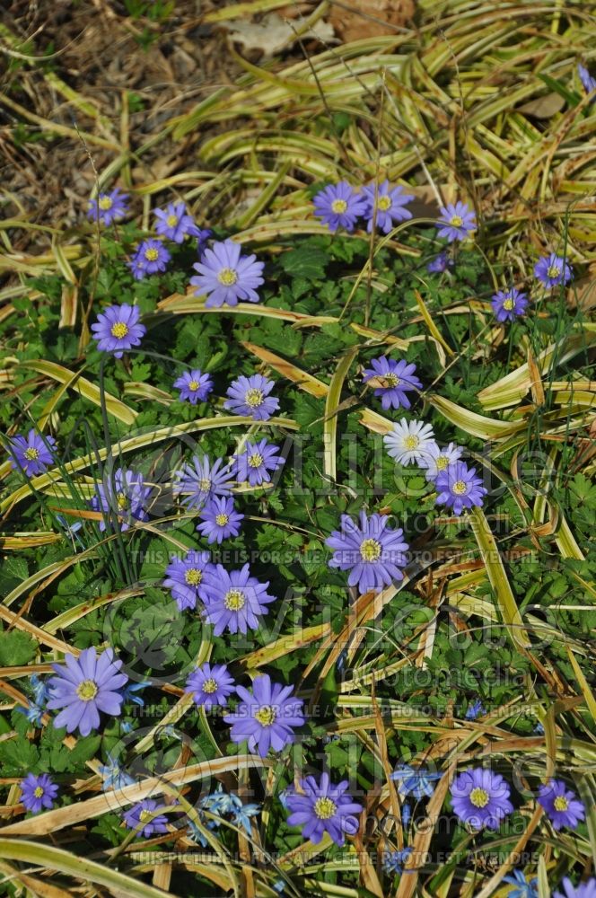 Anemone Blue Star (Anemone, Grecian Windflower) 1 