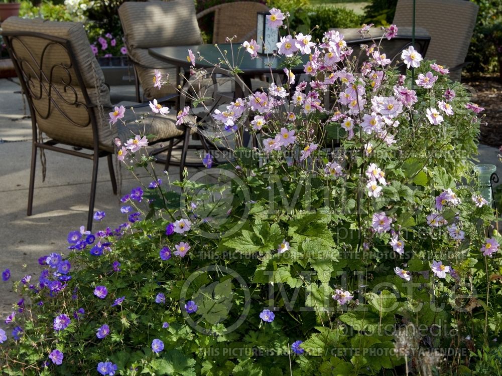 Provide a seating area in the garden (Garden accents and garden designs) 6  