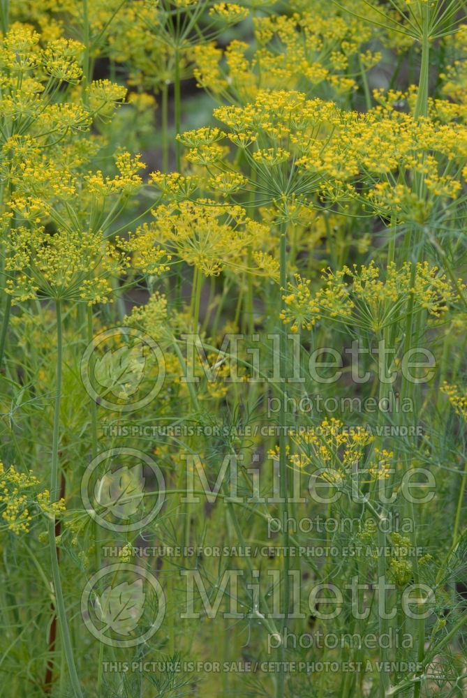 Anethum graveolens (Dill herb aneth) 1
