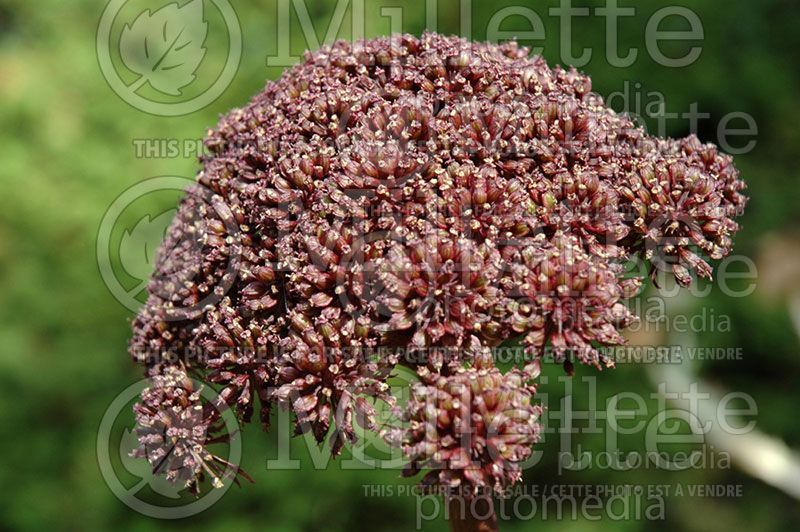 Angelica gigas (Angelica)  2