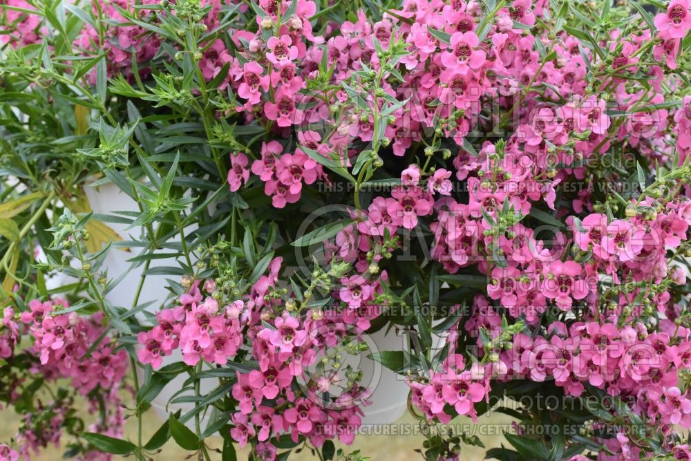 Angelonia Angelface Cascade Pink (Snapdragon) 2 