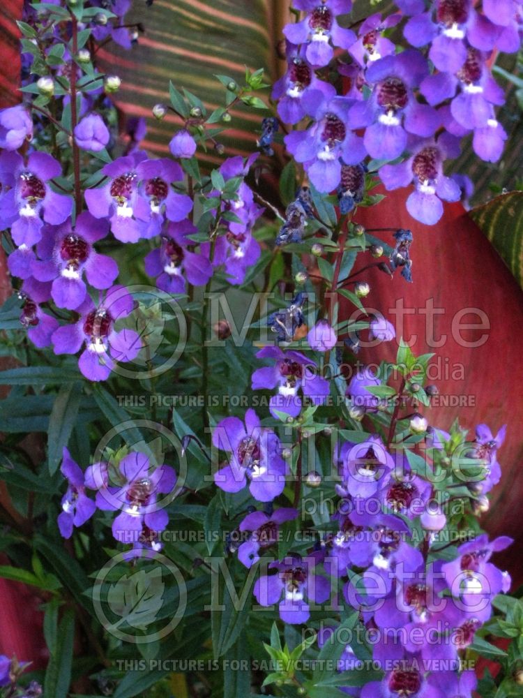 Angelonia Serena Purple (Snapdragon) 1 