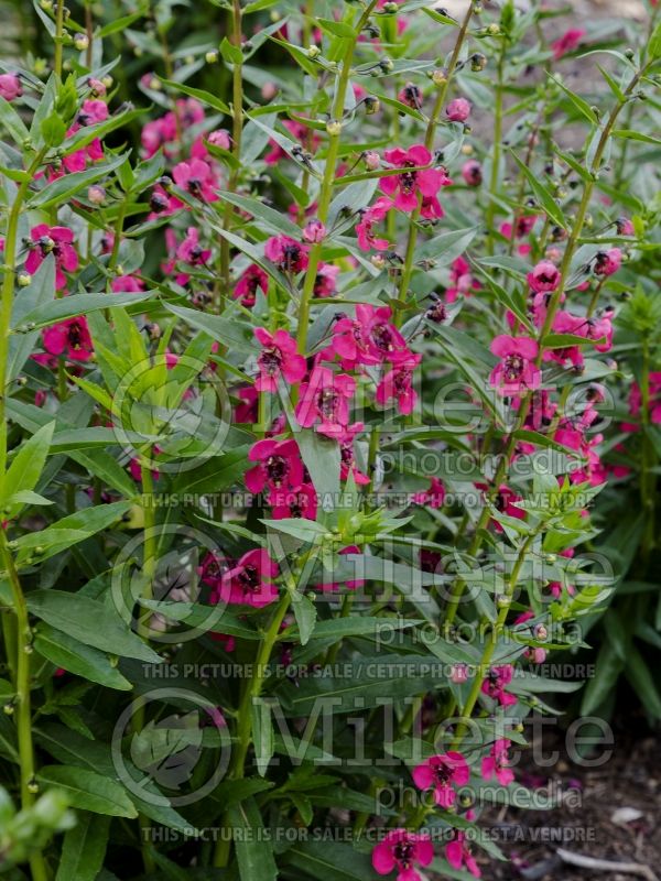 Angelonia Archangel Cherry Red (Snapdragon) 4 