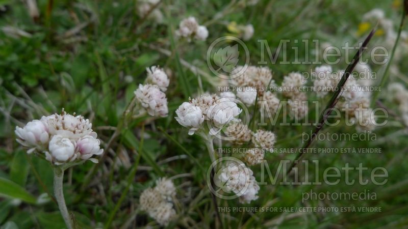 Antennaria dioica (Pussytoes) 1 