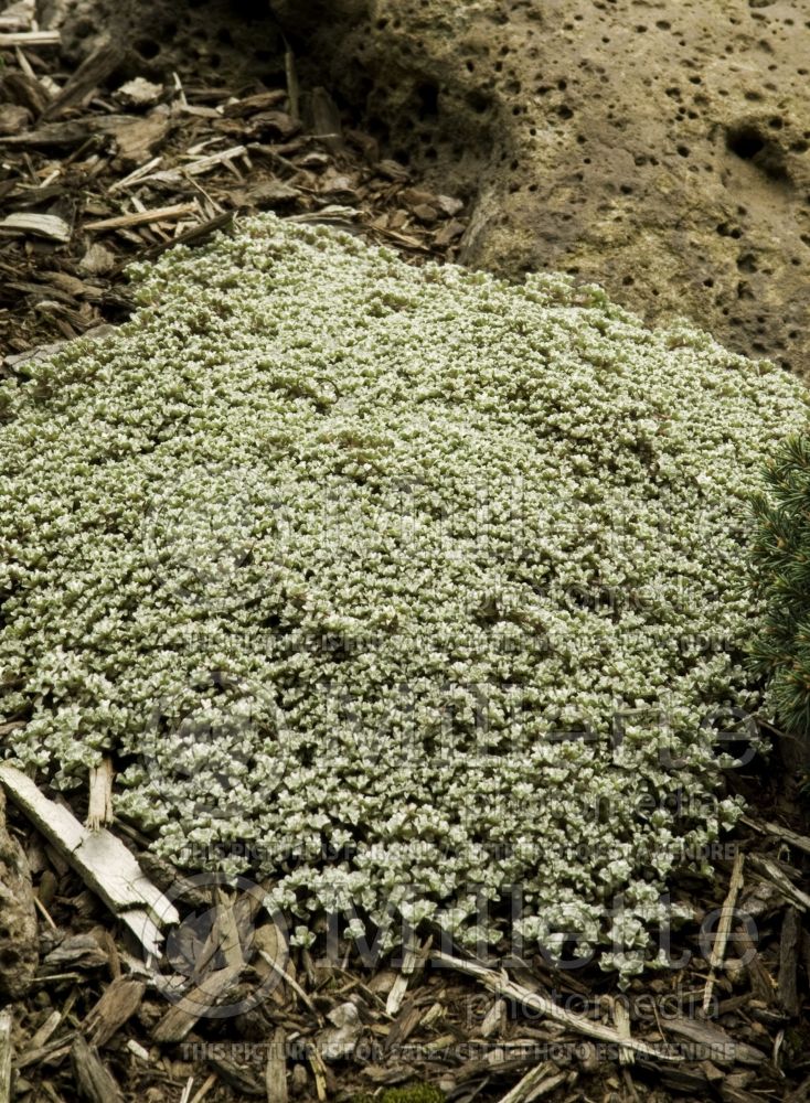 Antennaria dioica (Pussytoes) 2 