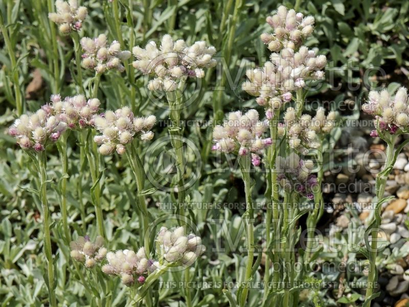 Antennaria Rubra (Pussy-toes) 4 
