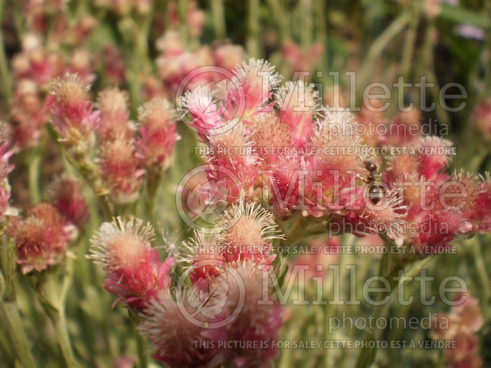 Antennaria Rubra (Pussy-toes)  1