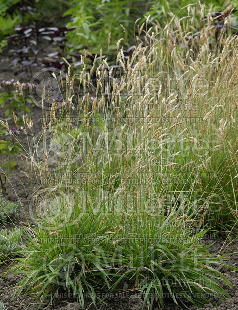 Anthoxanthum odoratum (Sweet vernal grass, holy grass, vanilla grass or buffalo grass)   1