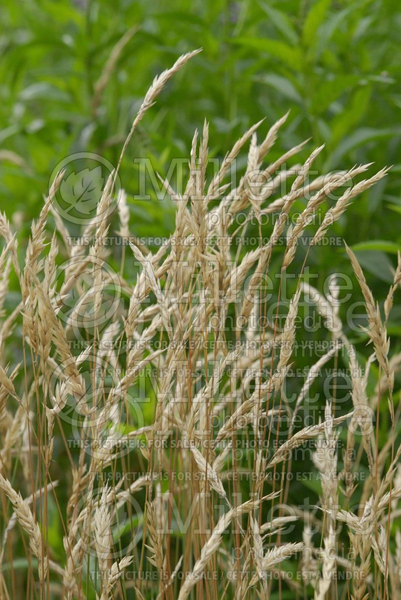 Anthoxanthum odoratum (Sweet vernal grass, holy grass, vanilla grass or buffalo grass)   2