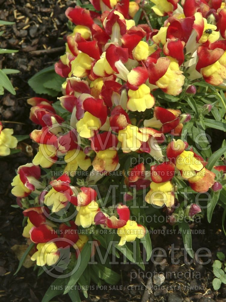 Antirrhinum Floral Showers Red and Yellow Bicolor (Snapdragon) 1 