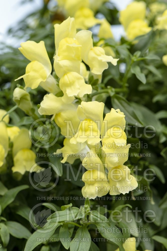 Antirrhinum Floral Showers Yellow (Snapdragon) 1 