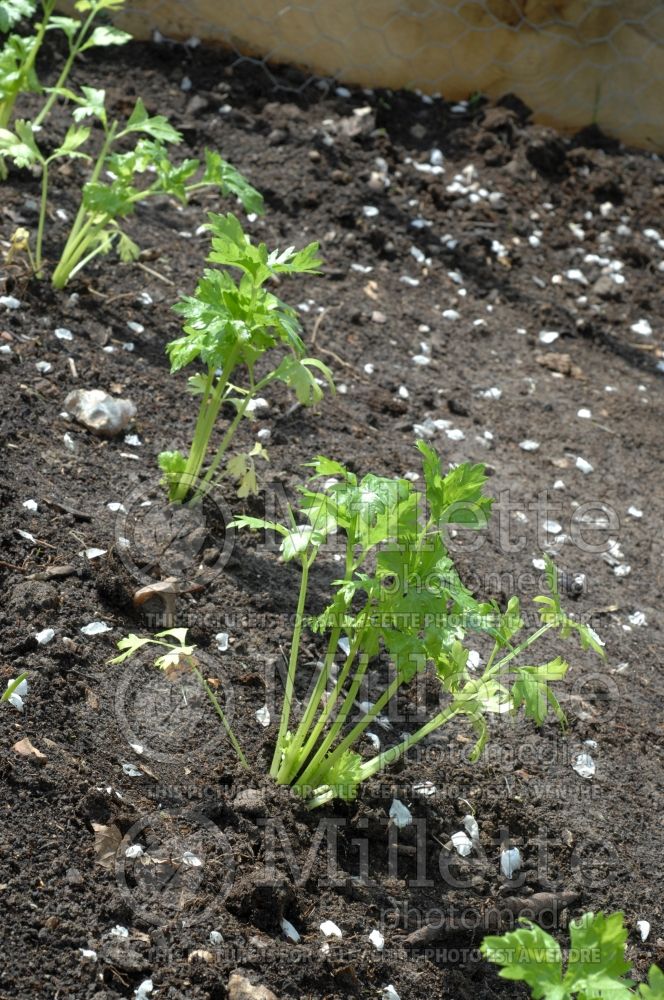 How to plant celery stalks (Apium graveolens) 2