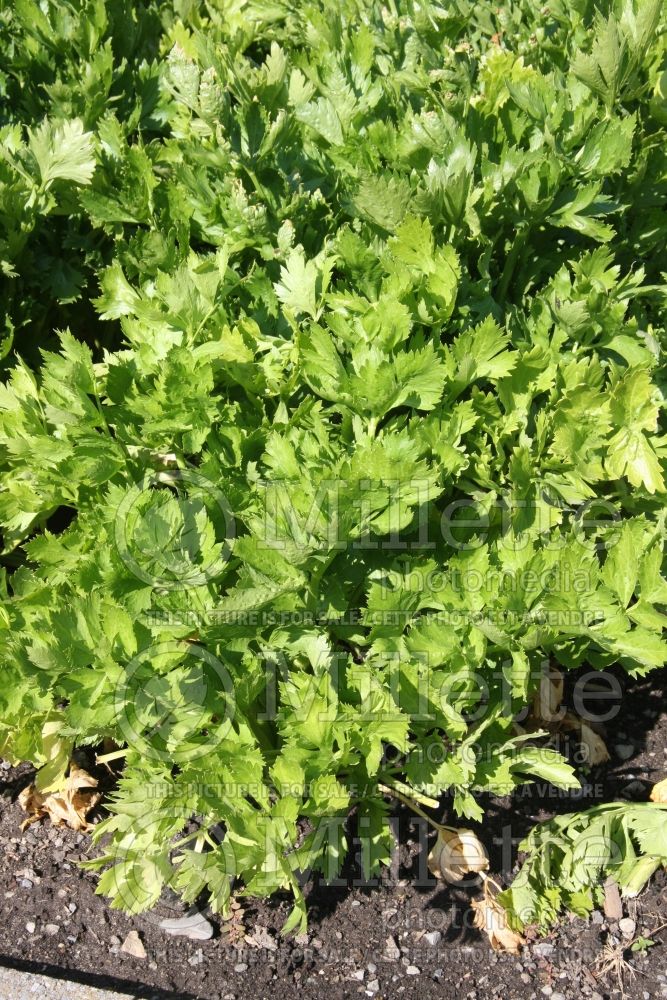 Apium Granada (Celery vegetable) 1 