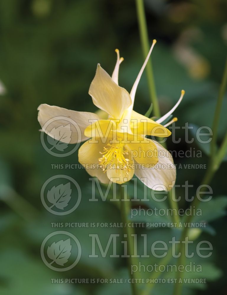 Aquilegia chrysantha hinckleyana (Columbine) 3  